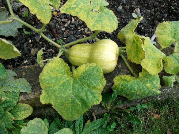 Afrika Bambaataa loves a squash!