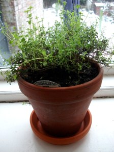 Lemon thyme on window lo)