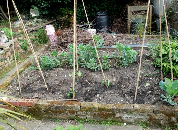 beans and more beans