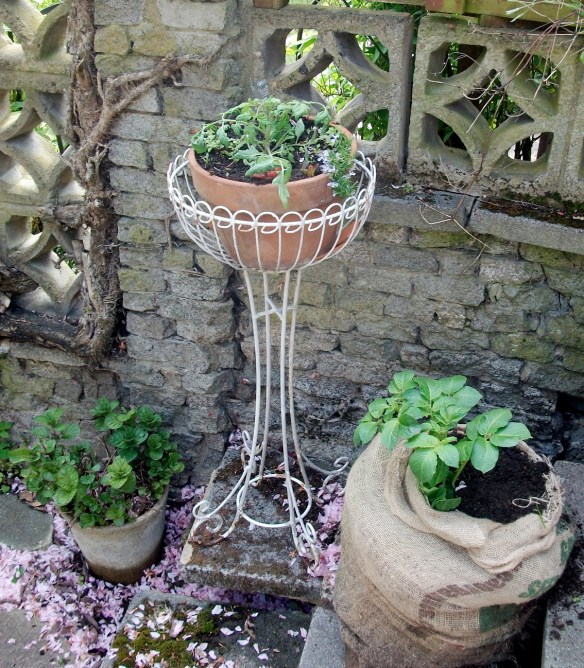 mint, spudcombination