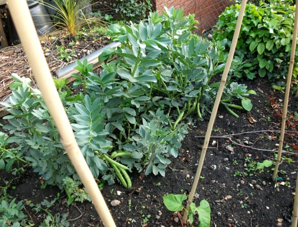 Through the bean cane