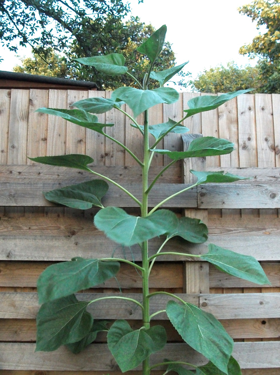 whos had me sunflower bud