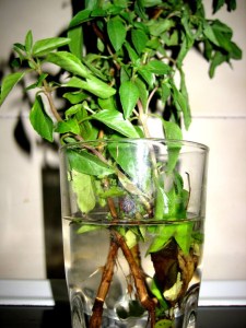 basil with shoots6211_n