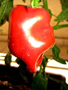 it's a pepper