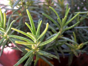 Rosemary