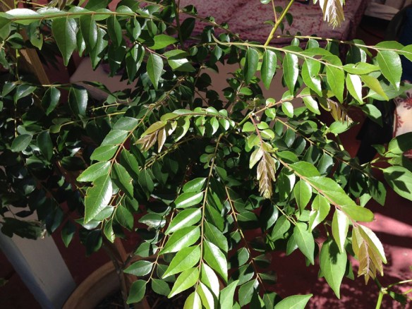 All india radio_Curry leaf