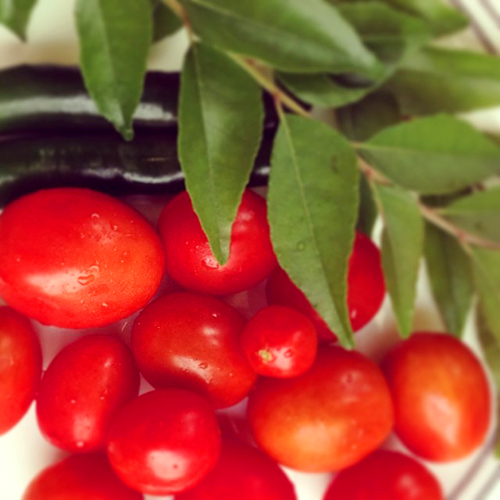 All india radio_curry leaves