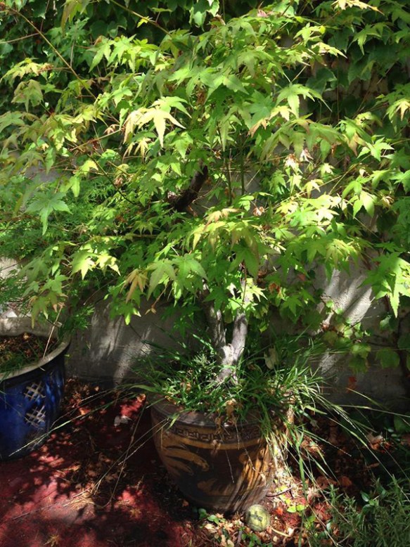 All india radio_Japanese maple