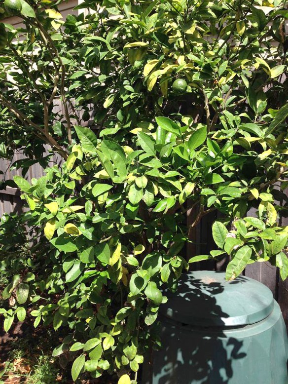 All india radio_Lime