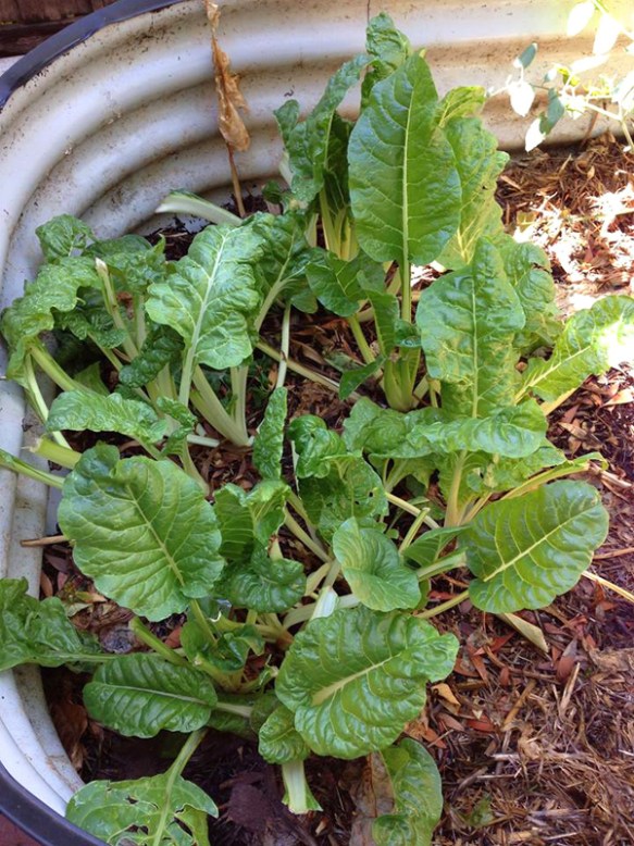 All india radio_Silverbeet