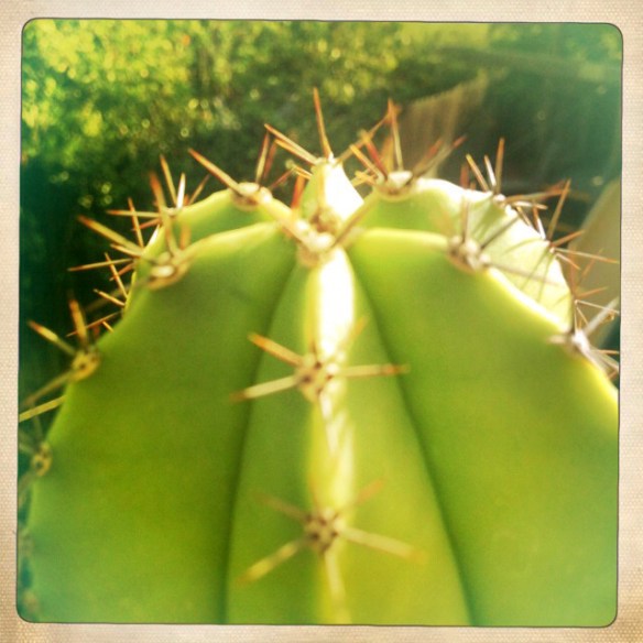 Cacti_NE_6