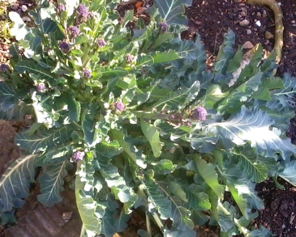 Purple rain, purple rain