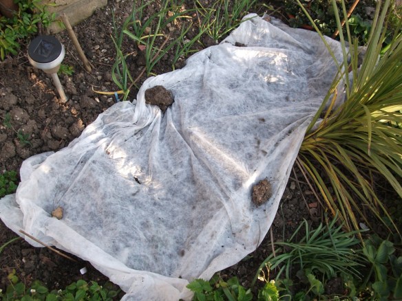 Fleece on the bed _2014