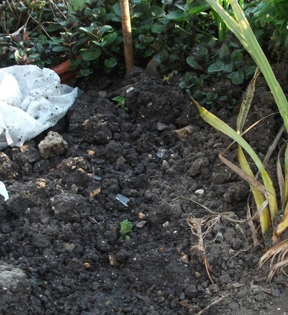 Spuds pop up their heads_2014