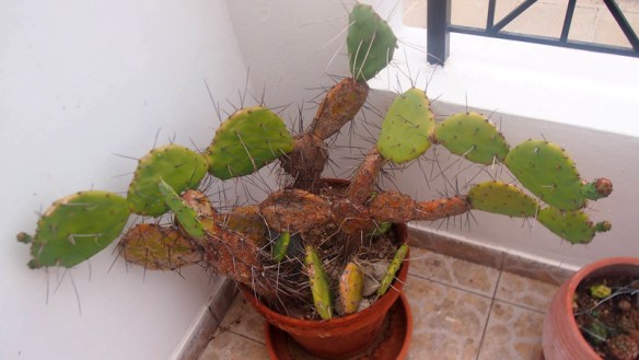 Cactus_2