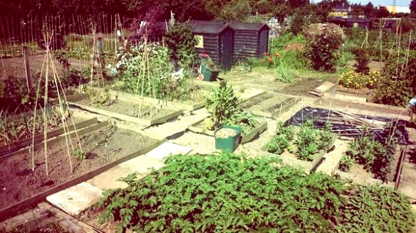 Ben's allotment