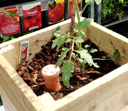 olla into the ground