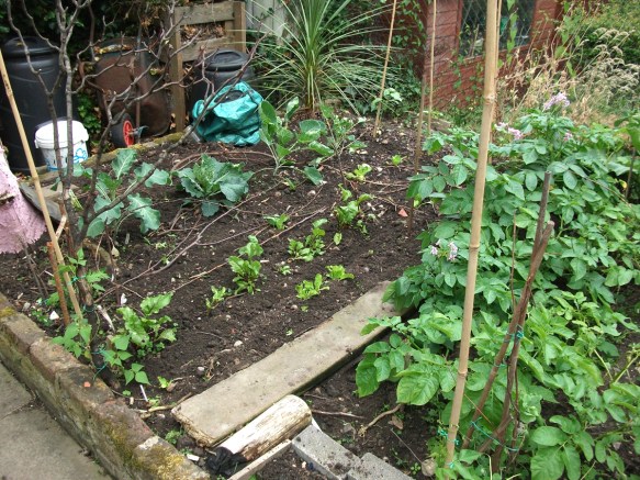 The lower veg bed