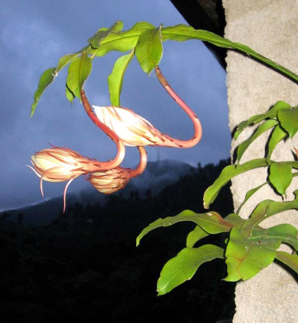Night blooming CEREUS ready to open