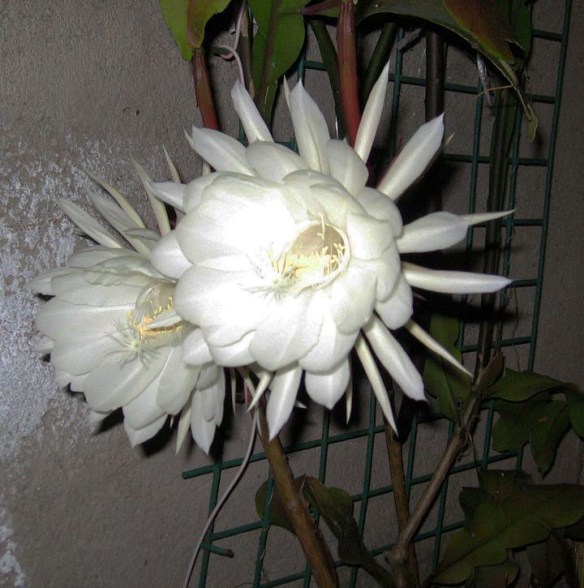 Night blooming CEREUS. Very fragrant and blooms only at night.