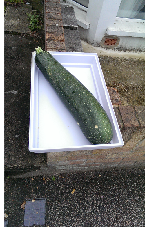Pauls courgette pic