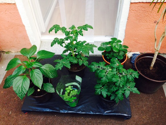 Phil_Future meals on wheels