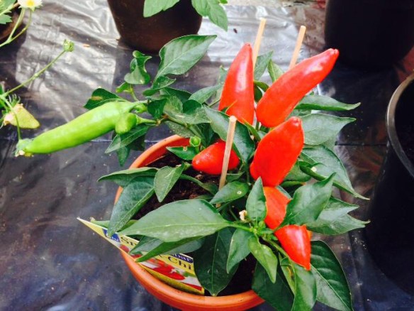 worlds hottest chilli