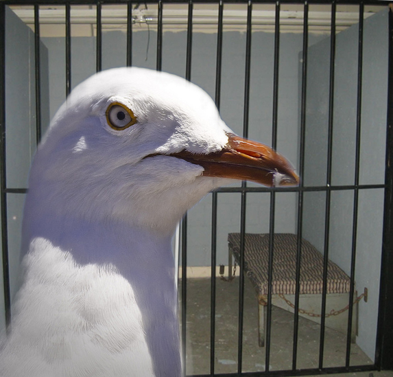 angry seagull