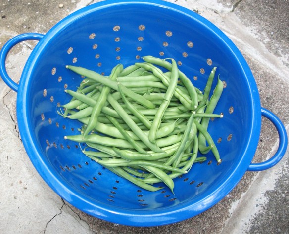 Green bean time