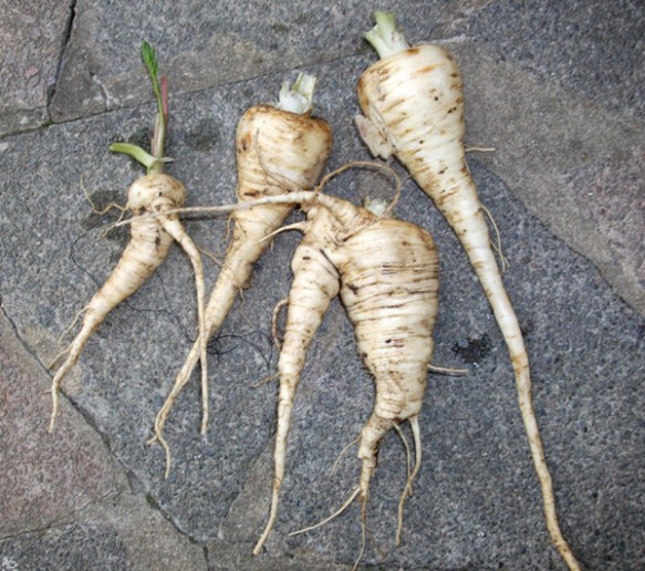 Parsnips