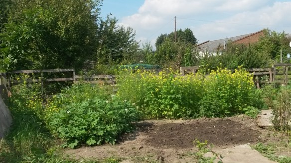 Allotment Sept 2014_Fliss