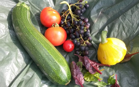 Gifts and harvesting_Fliss