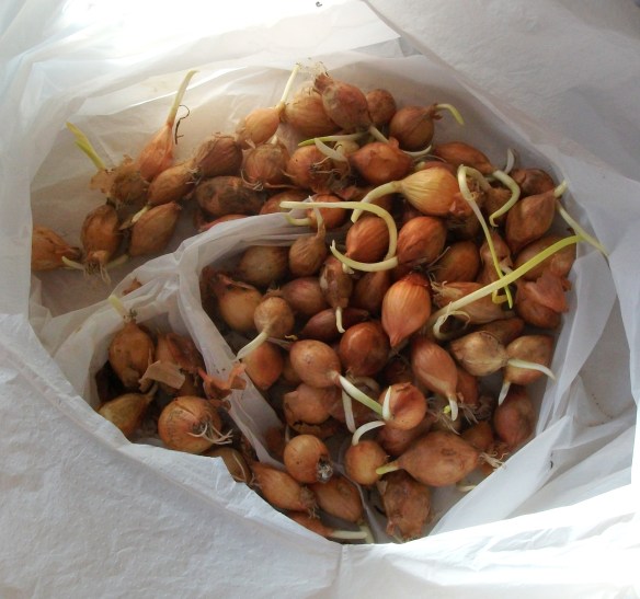 Onions_sprouting