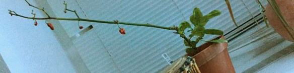 Phil Harmony chill in hibernation_2