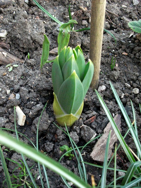 Growing from under the earth