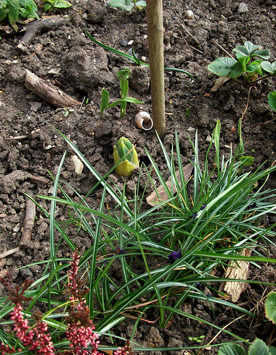 it came from under the earth