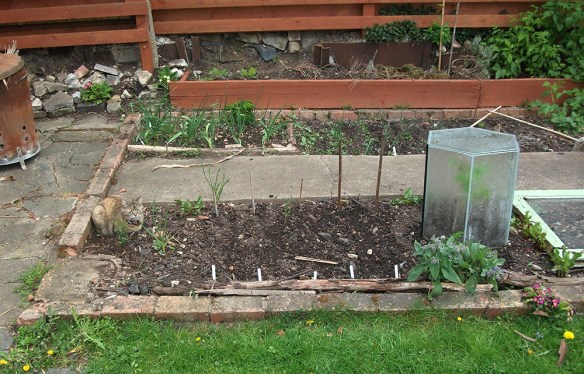 Seed bed of the week