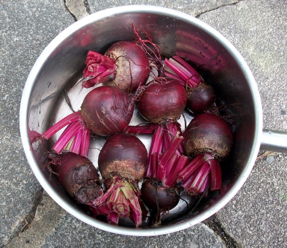 Le beet root