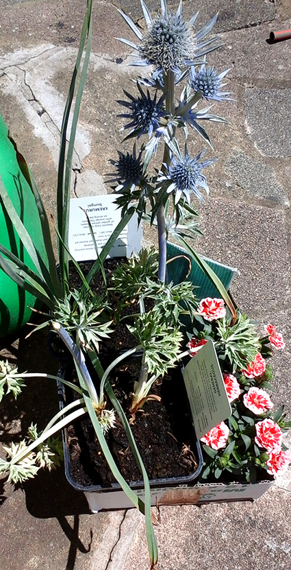 shannons on a saturday