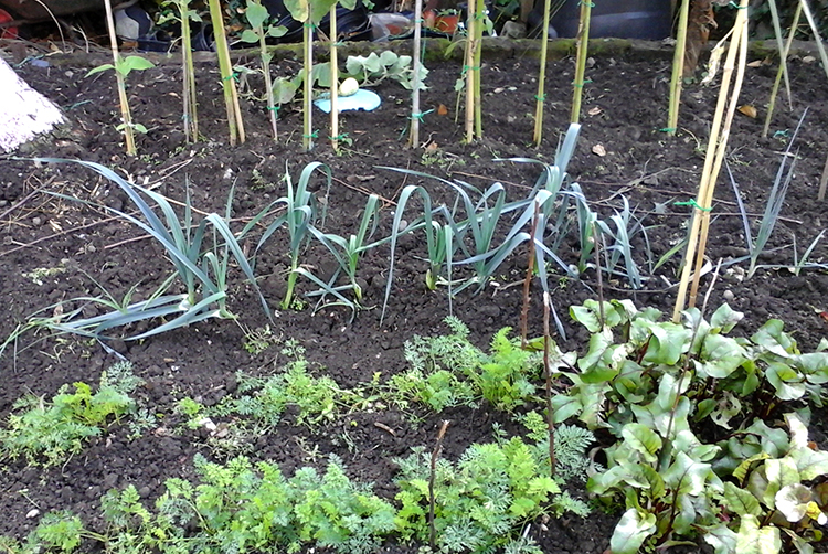 Back bed leeks