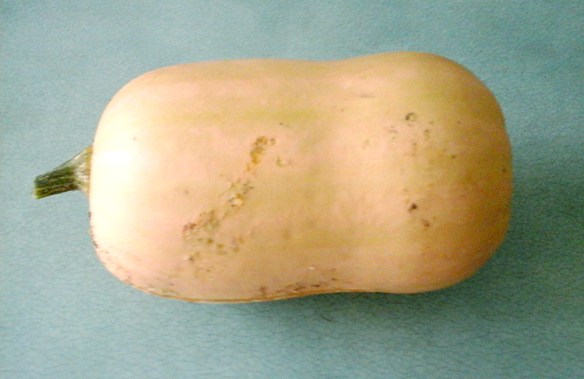 Butternut squashes away!