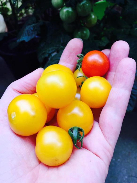 Phil harmony a fistful of toms