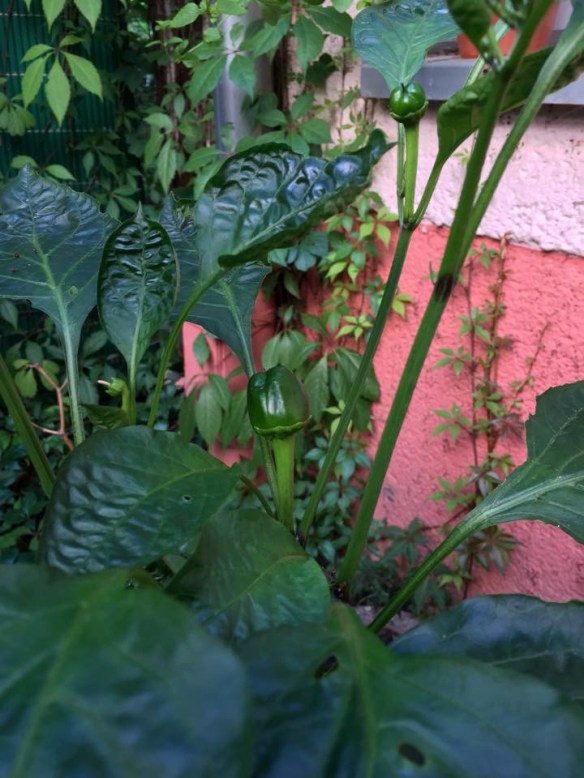 Phil Harmony Peppers