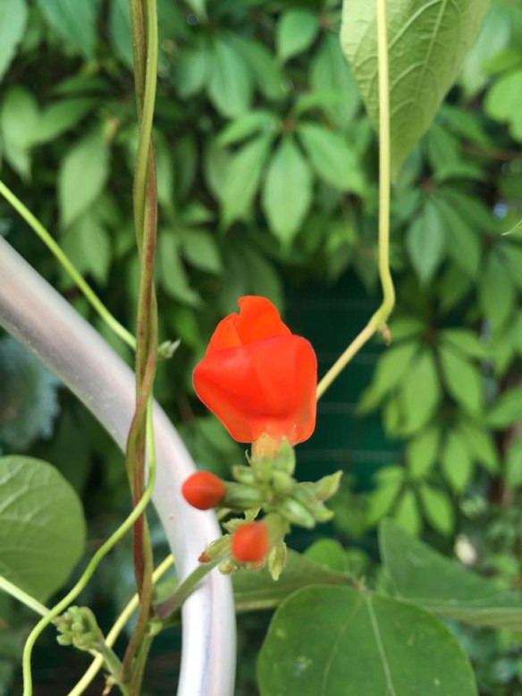 Phil Harmony Runner beans