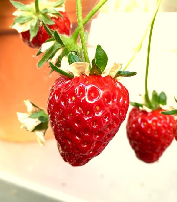 phil harmony strawberries