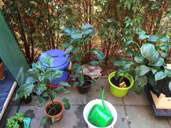 Phil Harmony_balcony2