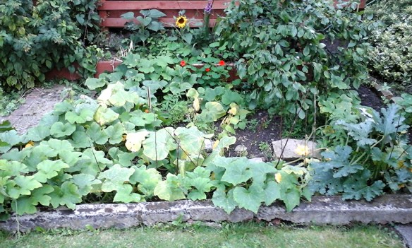 squash plant all over the place