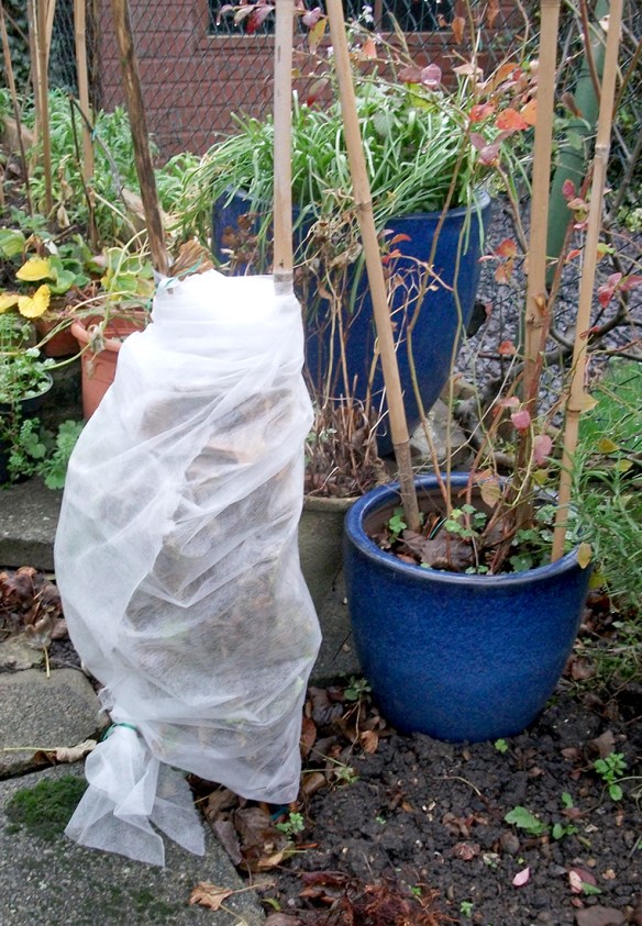 Geraniums under fleece
