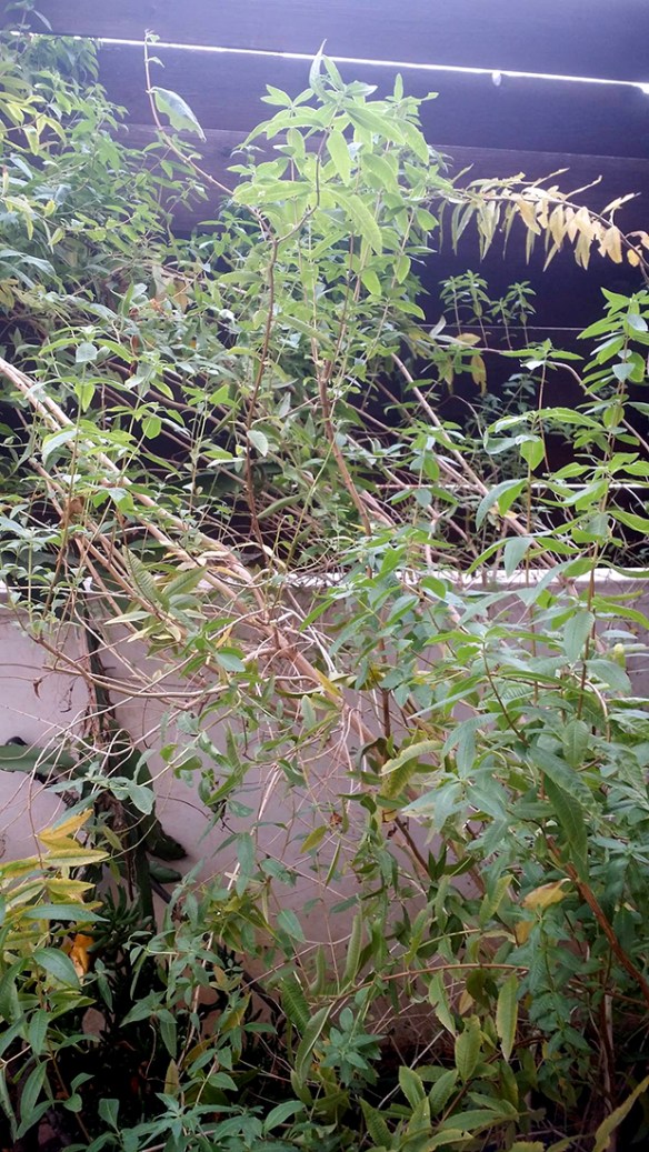 Haji Mike's Lemon verbena