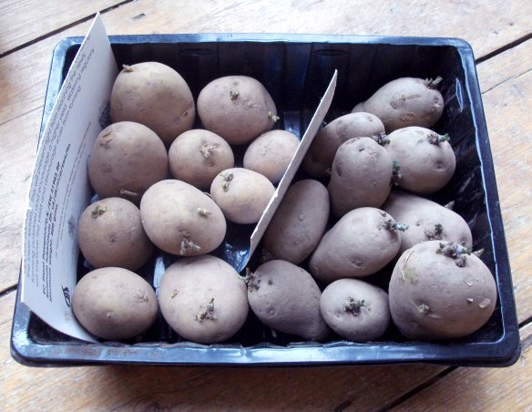 chitting 2016 stylee